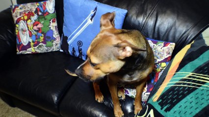 Natural antler -VS- the Nylabone alternative - Dog Toy Reviews