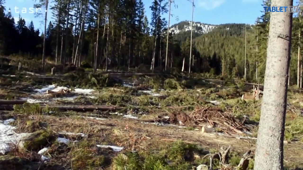 Tatry opäť plačú: Víkendový vietor skosil 8500 stromov