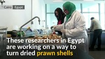 Egyptian Researchers Are Turning Prawns Into Plastic