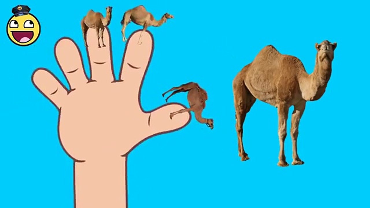 Nursery Rhymes for Kids | Camel Funny Finger Family Videos | Cartoon Rhymes