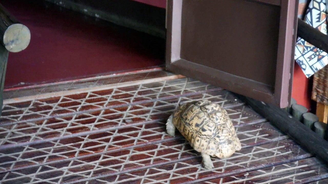 TORTUE