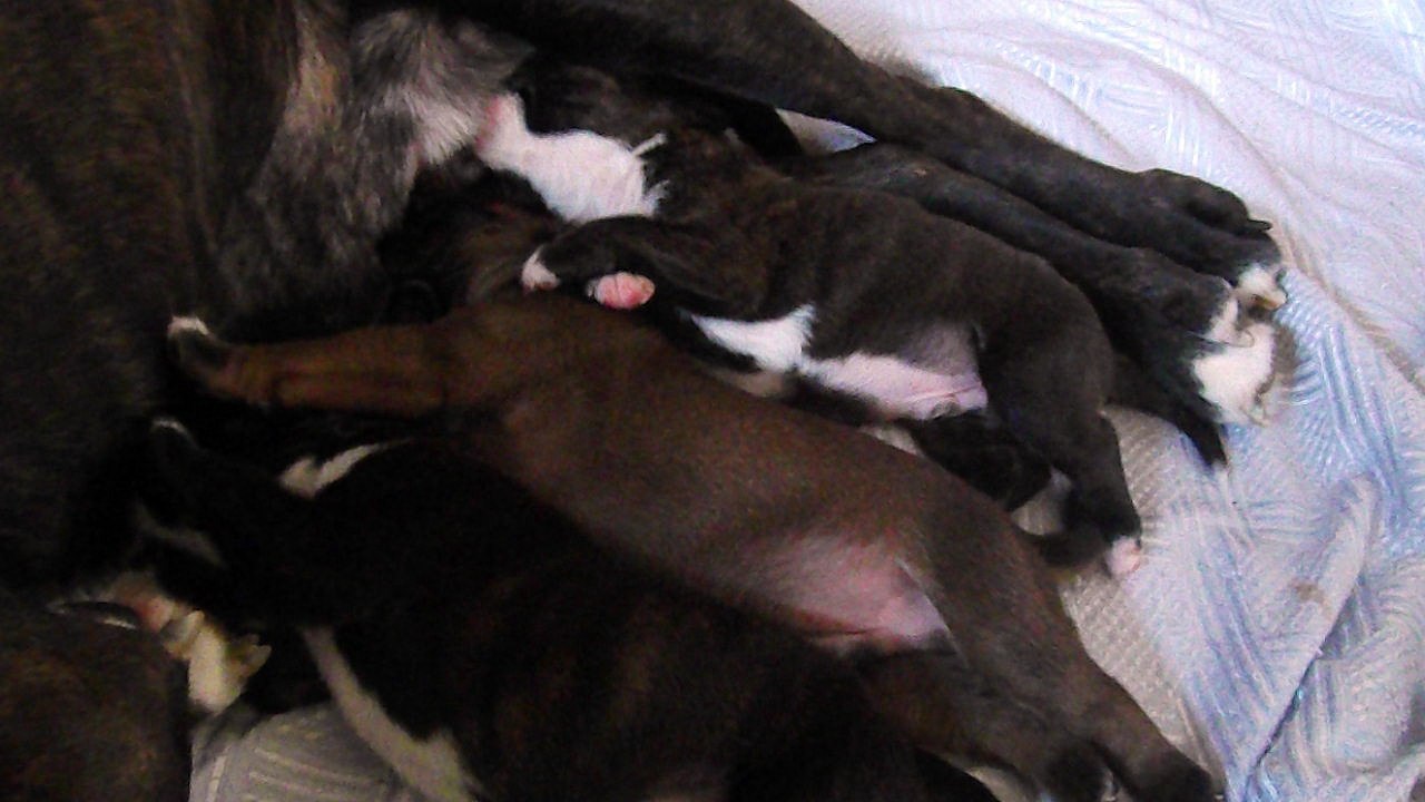 3 sur 5 chiots boxers de Gribouille de l'Ecluse de Penthièvre x Giotto du Dolon