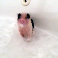 Un petit cochon prend son bain !