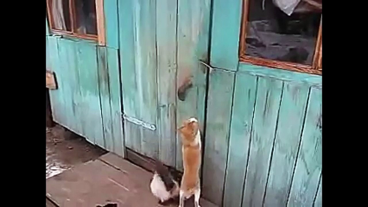 Funny Video Compilation #3