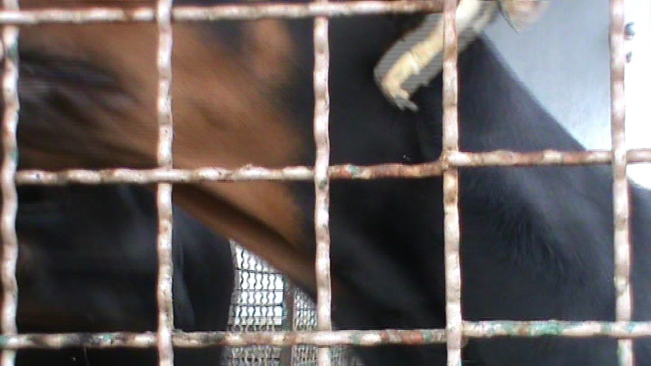 Cute Doberman pups