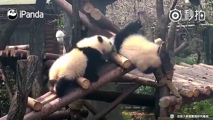 Panda seeks help from keeper after sibling bullies her _ 2017