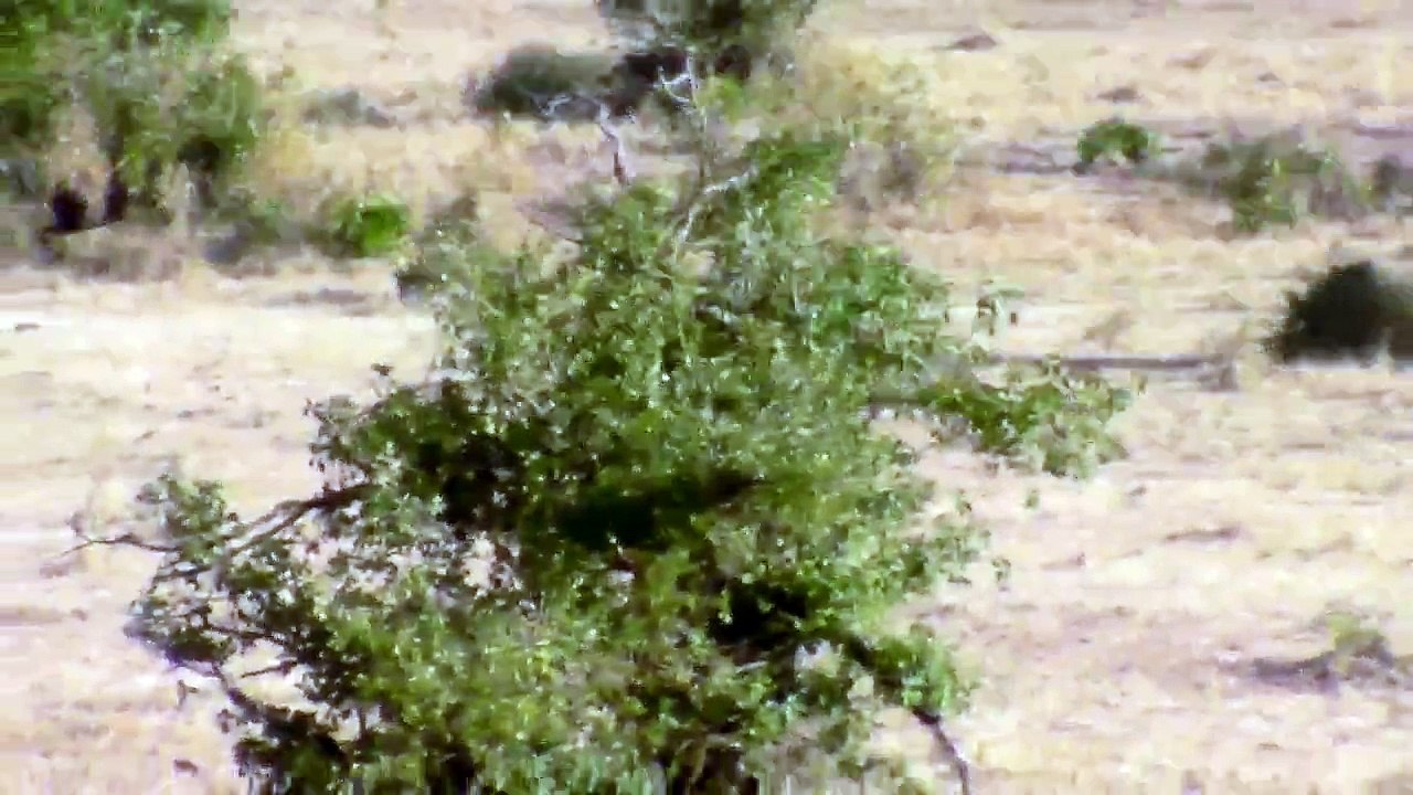 Lions hunt Cheetah