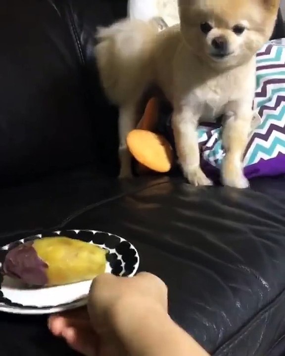 cute dog