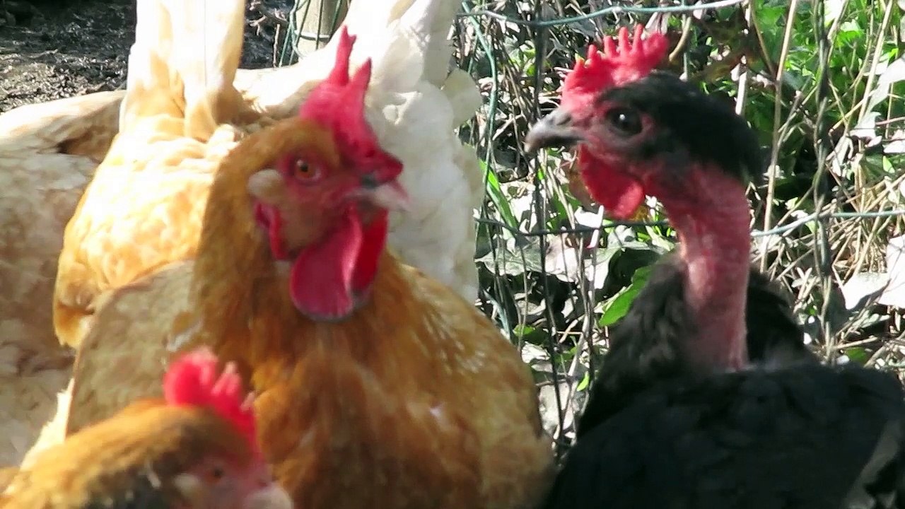 les poules a jules