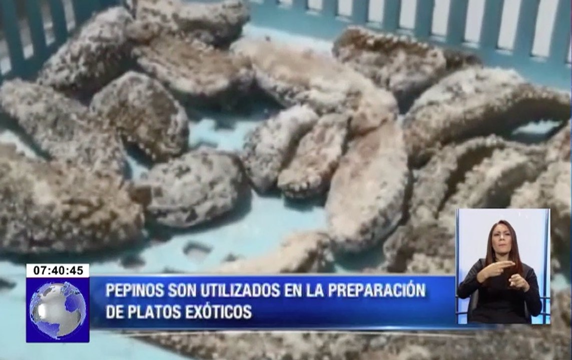 Pepinos de mar fueron incautados en un restaurante