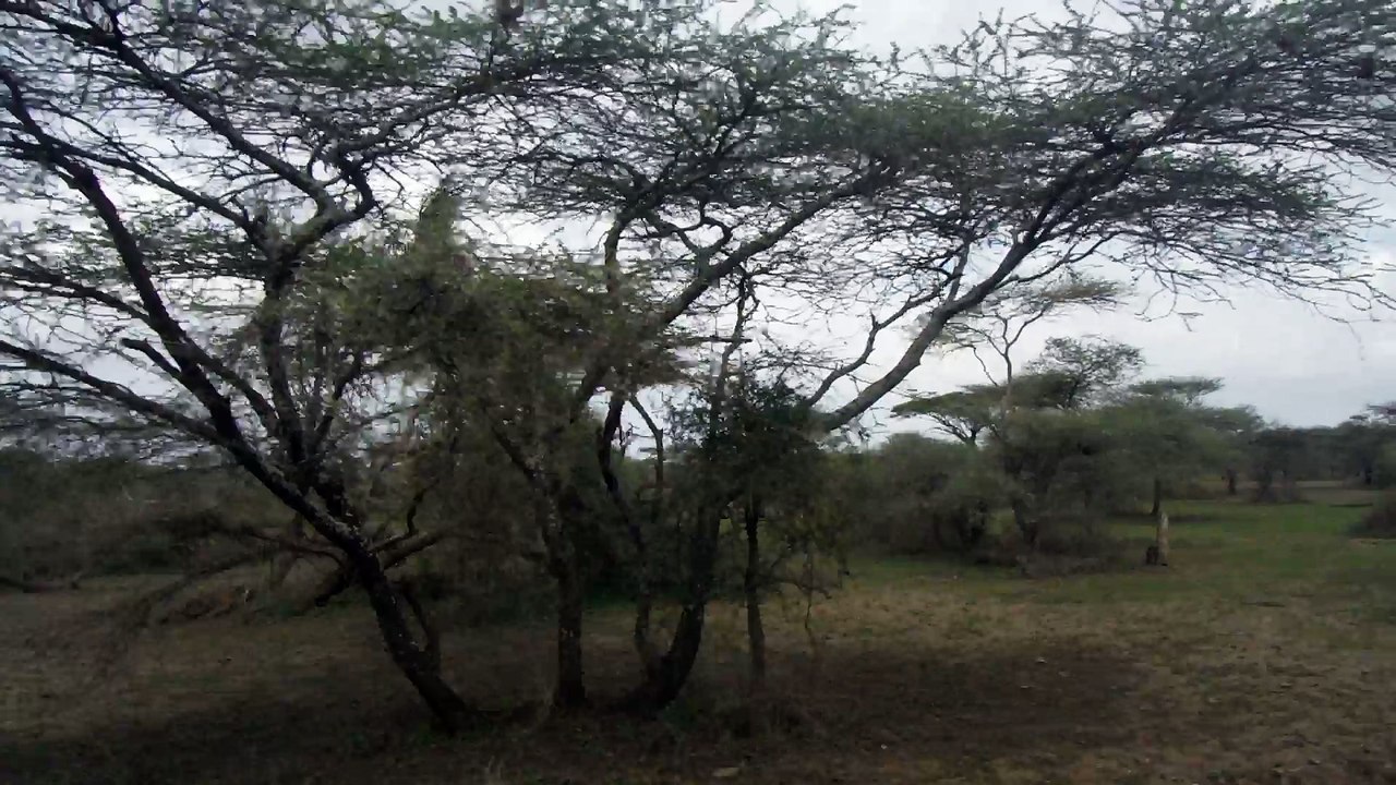 PAYSAGE