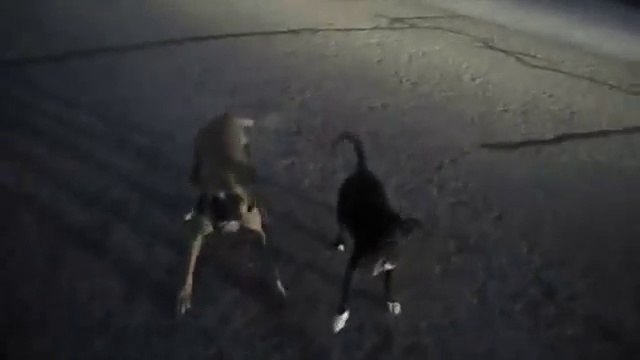 Un policier très patient avec deux chiens errants