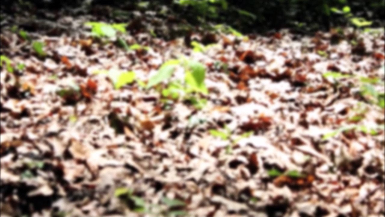 Zukunft baut Pinneberg - Wald Rosengarten Sommer /Full Film/Complete Movie/Ganzer Film 2010