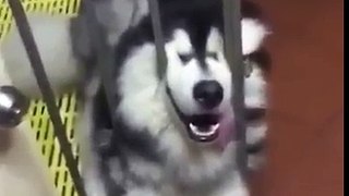 Husky Fell Asleep In His Crate, That's When His Owner Did THIS To His Tongue!