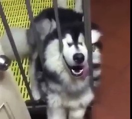 Husky Fell Asleep In His Crate, That's When His Owner Did THIS To His Tongue!