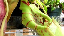 Killer Carnivorous Plant Eating Slug _ Carnivorous Plant Eats Slug!-
