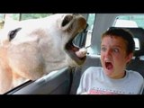 *Try Not To Laugh Challenge* Funny Fails Vines Compilation 2017 | Funniest Fails Videos