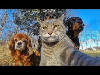 *Life Awesome* Funny Cats Compilation 2017 - LAUGHS and FUN for everyone
