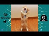 TRY NOT TO LAUGH - Cats Are Just The Funniest Pets Ever || Funny Cat Compilation 2016