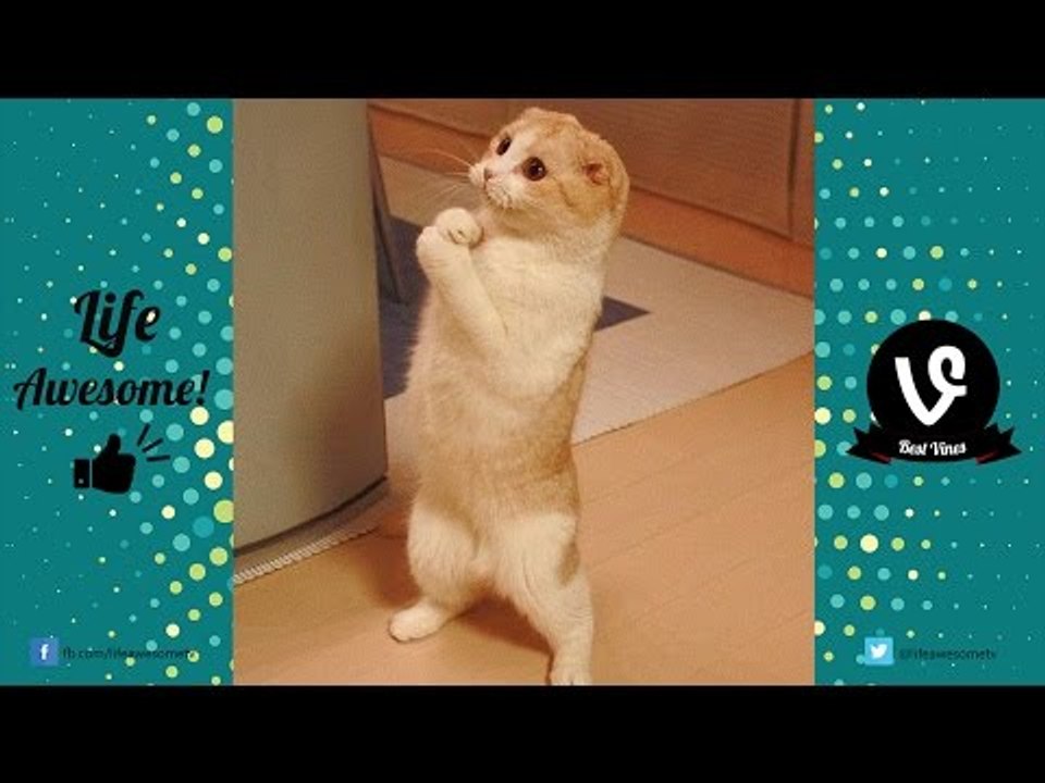 TRY NOT TO LAUGH - Funny CATS Guaranteed To Make You Laugh || Funny Cat Compilation 2016