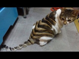 TRY NOT TO LAUGH OR GRIN - Funny Animals Fails Compilation 2016