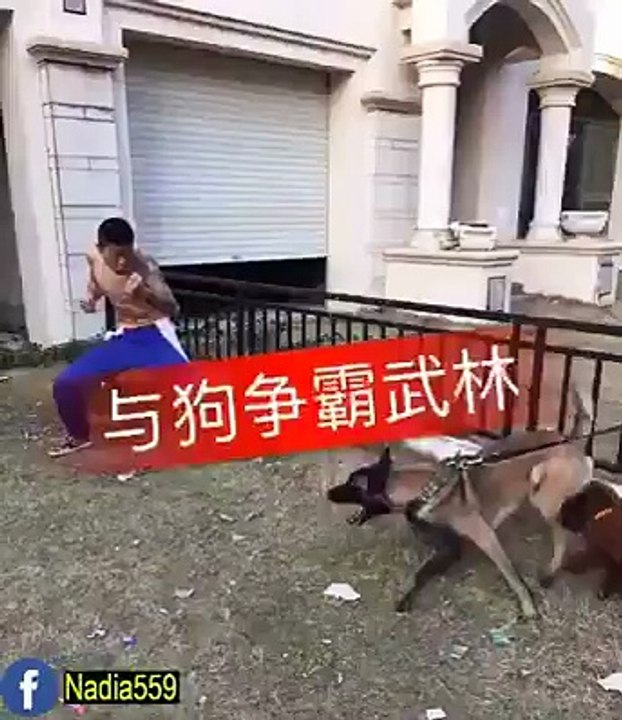 dog vs boy - big fight