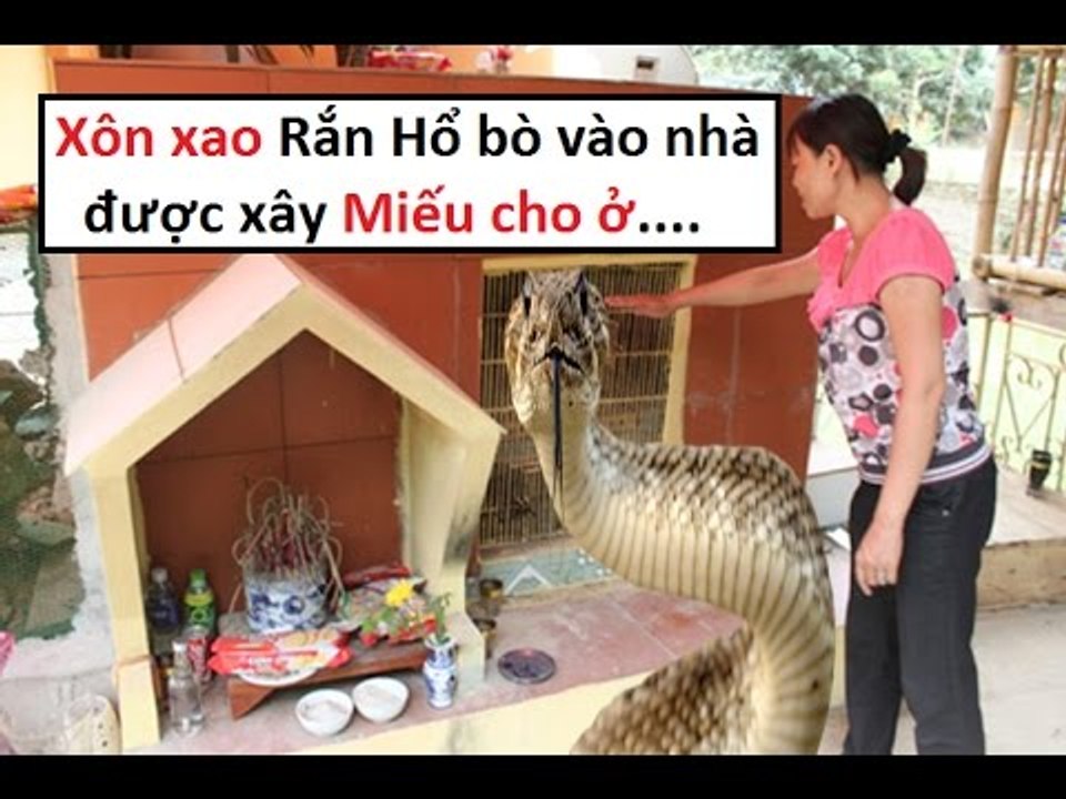 Xôn xao Rắn hổ mang bò vào nhà chị Lý được xây Miếu thờ || Tâm linh 24h
