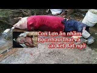 Cả làng đổ xô đi xem Con lợn mù ăn nhầm bọc Nhau thai và cái kết Bất ngờ
