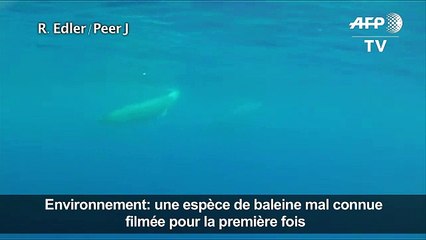 Une espèce de baleine mal connue filmée pour la première fois