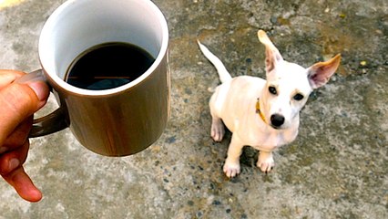 4 Foods That are Surprisingly Dangerous for Dogs