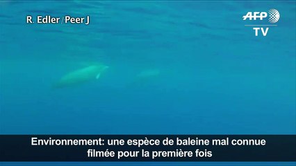 Une espèce de baleine mal connue filmée pour la première fois