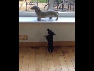 Mini-Dachshund Puppy Just Wants to Play