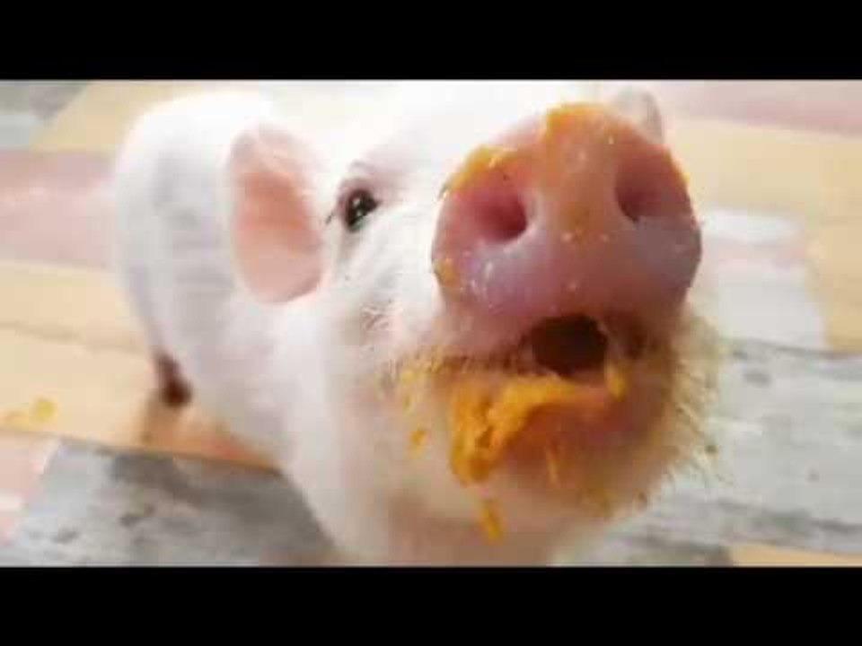 Little Piggy Enjoys Tasty Treat