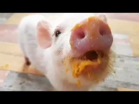 Little Piggy Enjoys Tasty Treat