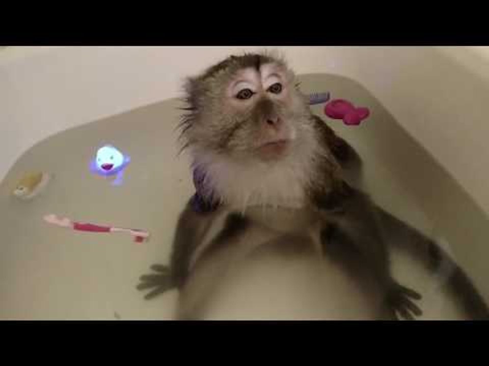 Contented Monkey Enjoys a Very Relaxing Bath - video Dailymotion