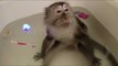 Contented Monkey Enjoys a Very Relaxing Bath