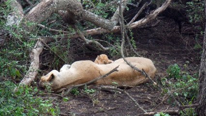 LIONNE AVEC SES LIONCEAUX