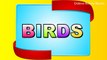 Types of Birds - Learning bird names for Children