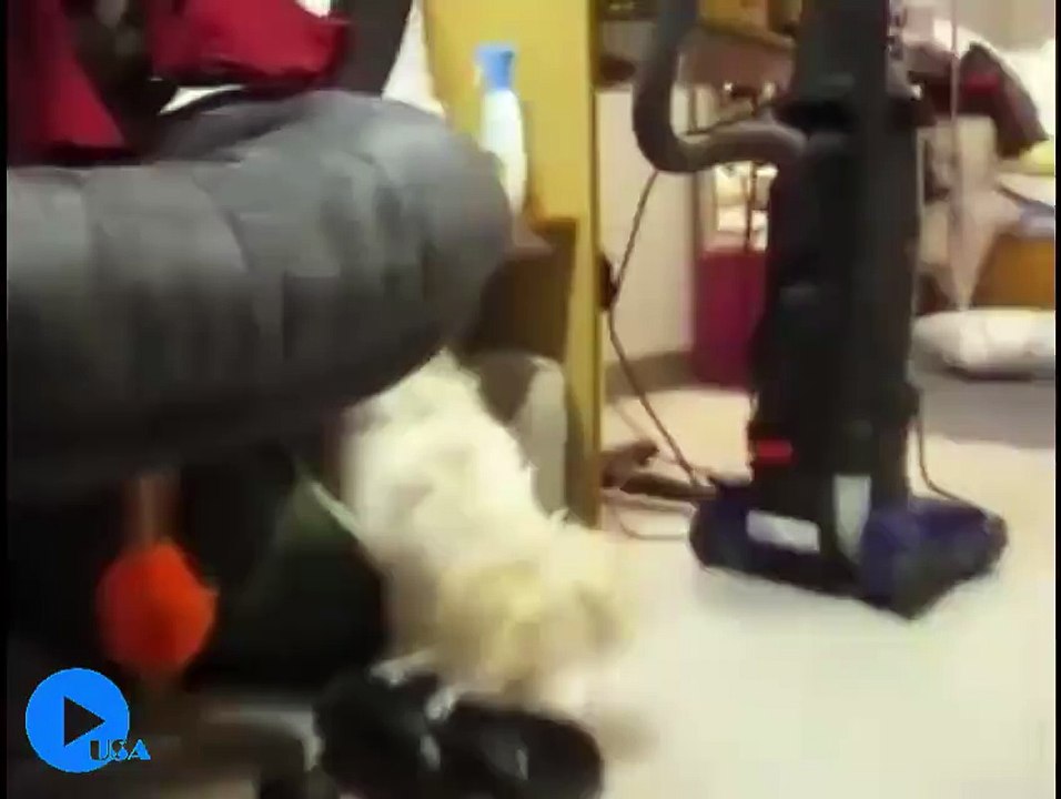 Funny Guilty Dogs So funny...