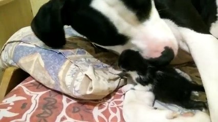 Un pitbull s'occupe d'un chaton abandonné