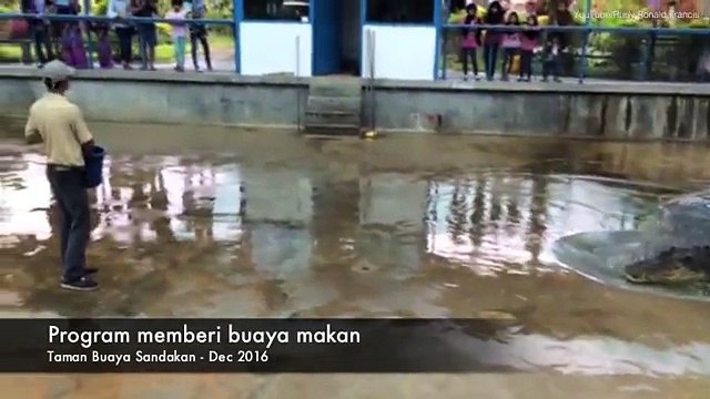 Malaysian ecologist survives being attacked by crocodile _ 2017