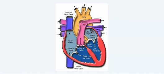 Easy Physiology - Muscle - 3-Smooth Muscles