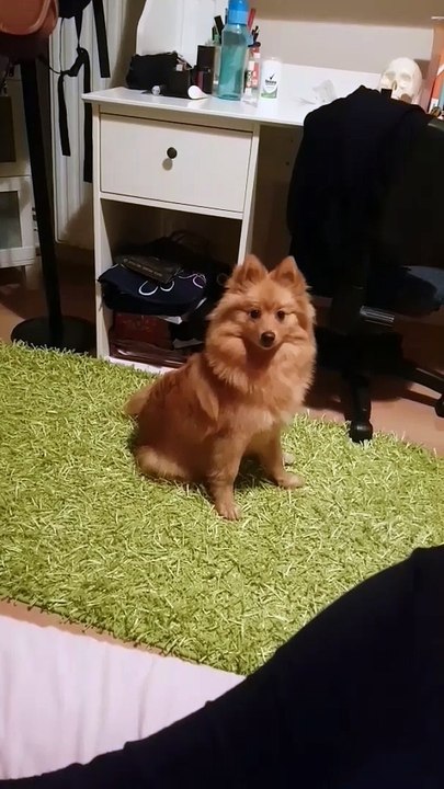 Cute dog is looking great!