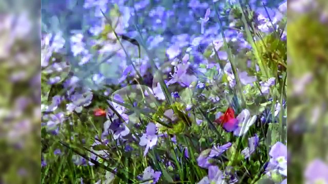 Vytautas Kernagis - Vasara miške karaoke