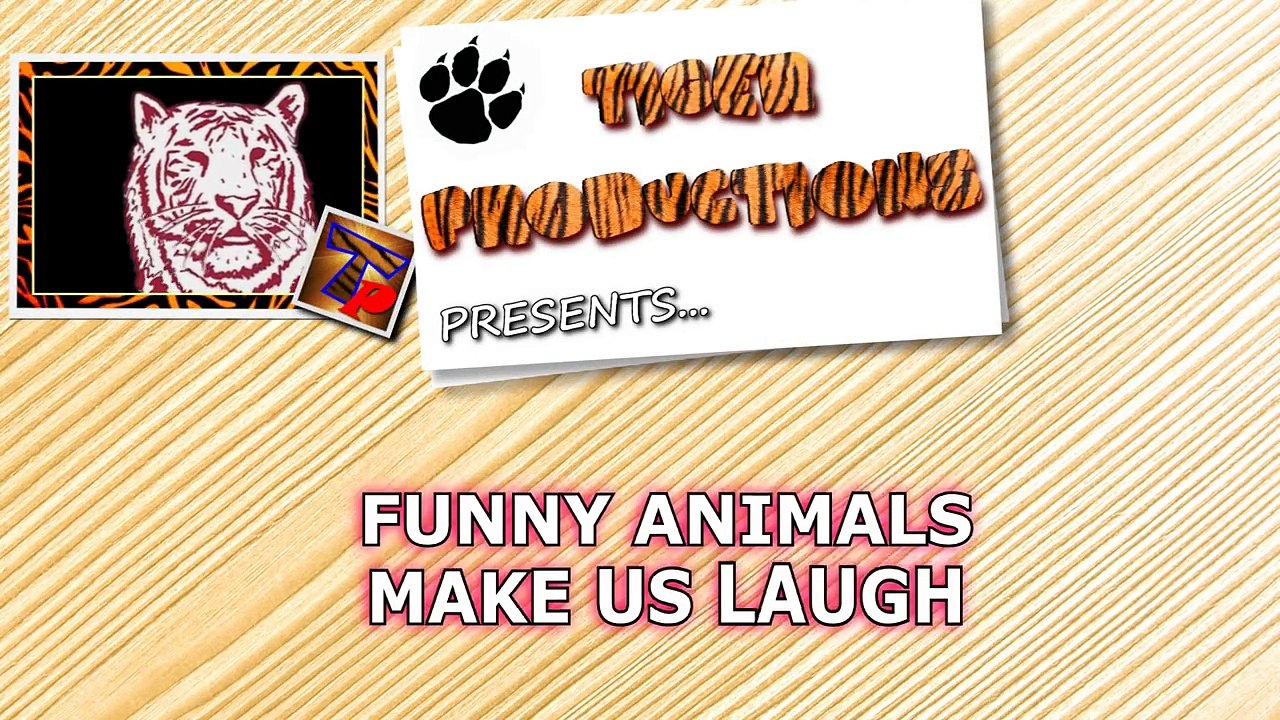 Animals never fail to make us laugh - Super funny animal compilation