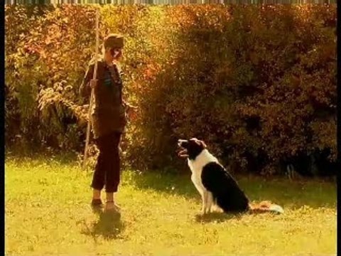 Obéissance Rythmée : Petra Bozzo, Choré n°1 (Le Roi Lion)