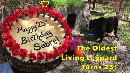 Oldest Living Leopard Turns 25!!