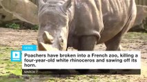 HEARTBREAKING: Rhino shot dead inside zoo by poachers who chainsaw off its horn