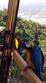 Macaw Parrots Fly in for a Treat