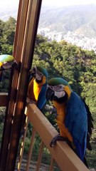 Macaw Parrots Fly in for a Treat